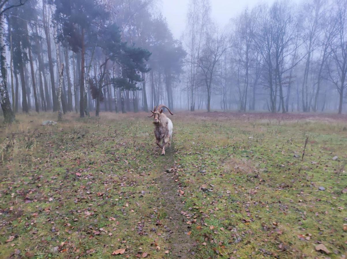 Gniazdo W Felicjanowie Uniejow Esterno foto